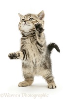 Tabby kitten reaching up