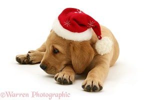 Yellow Labrador Retriever pup in a Santa hat