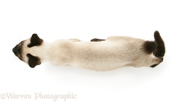 Siamese cat viewed from above