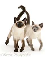 Seal- and blue-point Siamese kitten sisters
