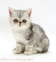 Blue-silver Exotic kitten, 9 weeks old