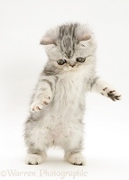 Blue-silver Exotic kitten, 9 weeks old, 'dancing'