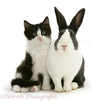 Black-and-white kitten and rabbit