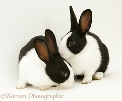 Black-and-white rabbits