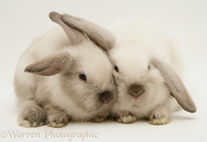 Colourpoint baby Lop rabbits