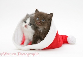 Kittens in a Santa hat