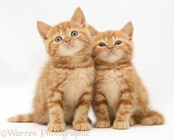 Red tabby British Shorthair kittens