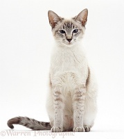 Lilac-point Siamese cat sitting