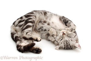 Silver tabby cat asleep on her back