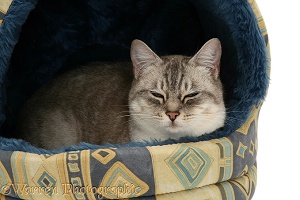 Bengal x Birman cat sleeping in an igloo bed