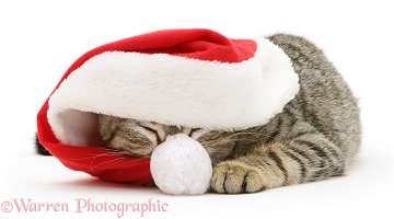 Tabby cat asleep under Santa hat