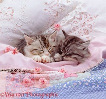 Silver tabby kittens asleep