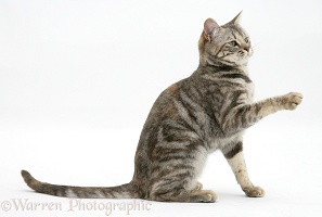 Tabby cat with paw up