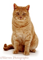 British Shorthair red tabby cat