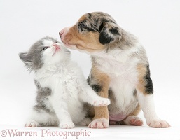Border Collie pup and kitten kissing