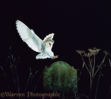 Barn Owl landing on tombstone