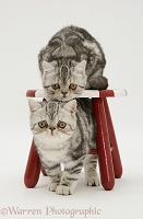 Silver tabby Exotic kittens and child's stool