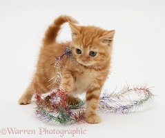 Red tabby kitten with tinsel