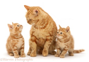 Red tabby British Shorthair mother cat and kittens