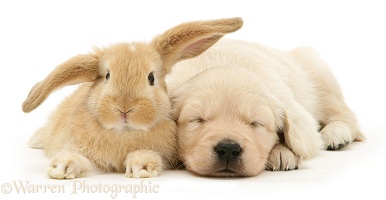 Baby sandy Lop rabbit with sleepy Golden Retriever pup