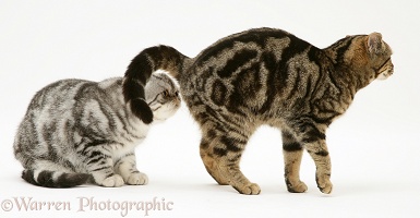 Exotic cat sniffing tabby cat's bottom