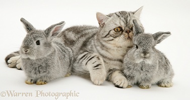 Silver Exotic cat and two silver baby rabbits