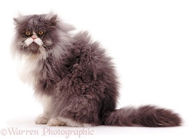 Unkempt Persian cat