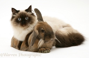 Young Birman-cross cat and Dwarf Lionhead x Lop rabbit