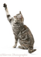 Tabby cat with paw up