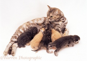 Silver-tortoiseshell mother cat suckling kittens
