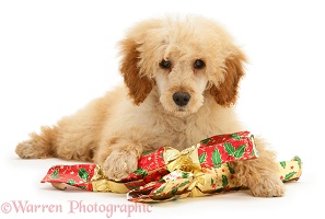 Apricot Miniature Poodle with Christmas Crackers