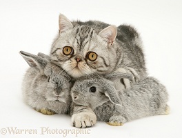 Baby rabbits with Exotic cat