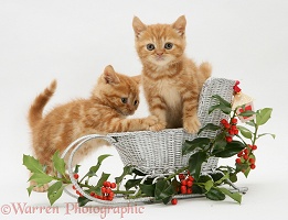 Red tabby kittens in a toy sledge