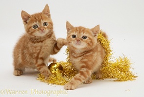 Red tabby kittens with tinsel