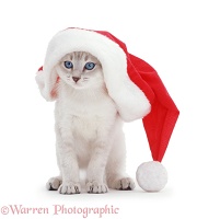 Colour-point kitten in a Santa hat