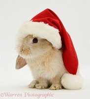 Rabbit wearing a Santa hat