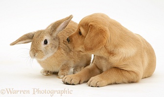 Retriever pup and rabbit