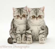 Silver tabby Exotic cats