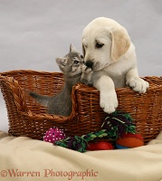 Labrador pup and tabby kitten