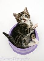 Tabby kitten lying upside-down in a food bowl