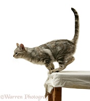 Silver tabby cat about to jump