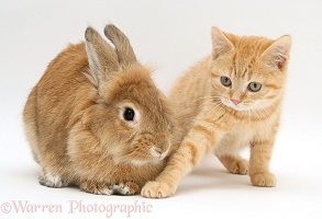 Ginger kitten with young sandy lionhead-cross rabbit