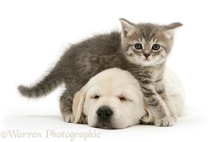 Blue tabby kitten and sleeping yellow Goldador pup