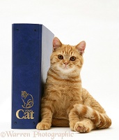 Ginger cat with 'Your Cat' binder