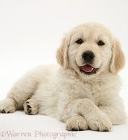 Golden Retriever pup lying, head up, paws crossed