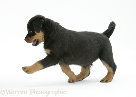 Rottweiler pup, 8 weeks old, trotting across