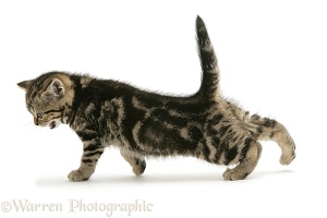 Brown tabby British Shorthair kitten stretching