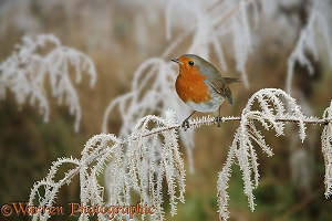 Robin on frosty sedge