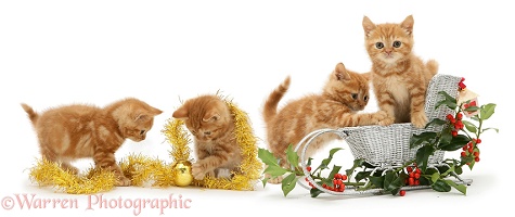 Ginger kittens and festive sledge, holly and tinsel