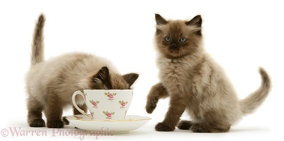 Chocolate Birman-cross kittens with teacup
